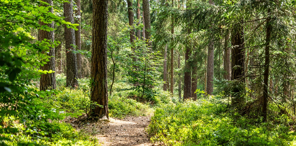 Image - forest-5977907_1280.jpg
