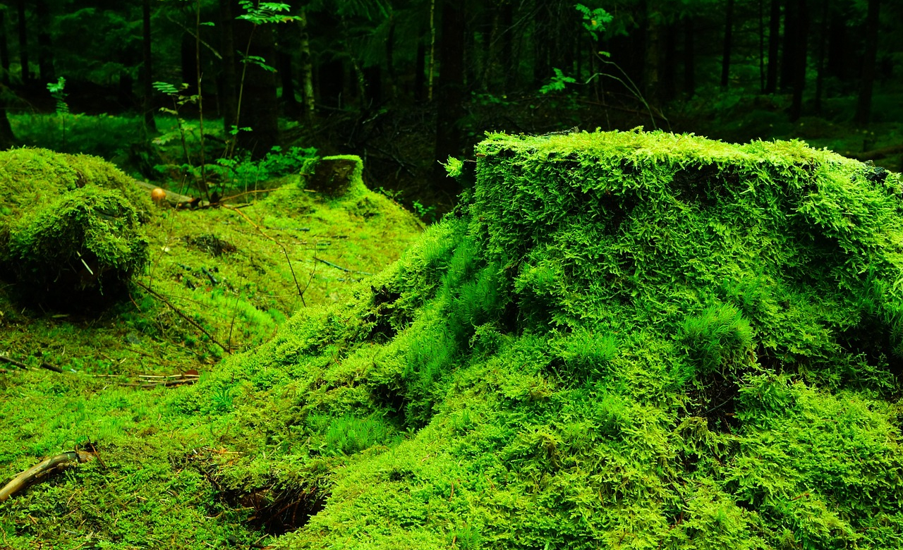 Image - moss-483206_1280.jpg