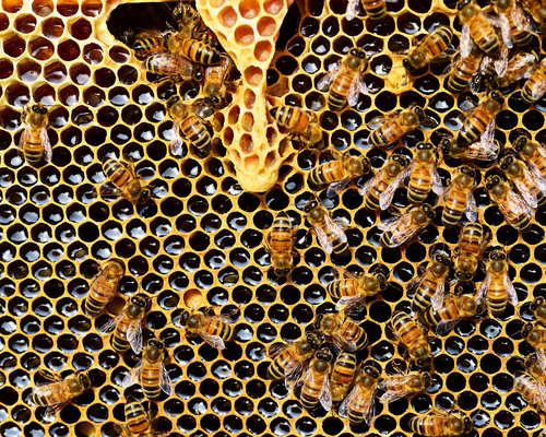 Image - honey-bees-337695_1280.jpg