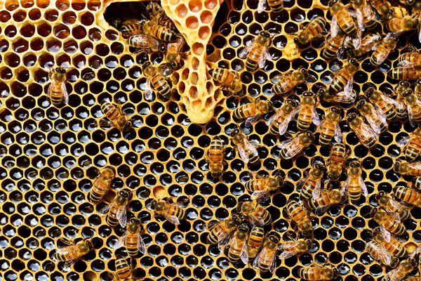 Image - honey-bees-337695_1280.jpg
