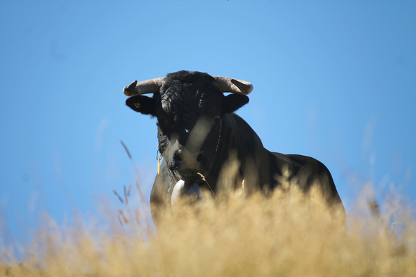 Image - vache_3.jpg