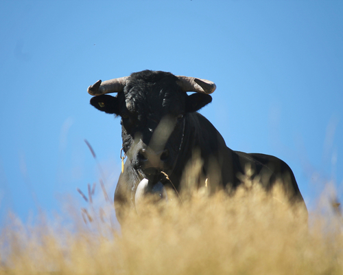 Image - vache_3.jpg
