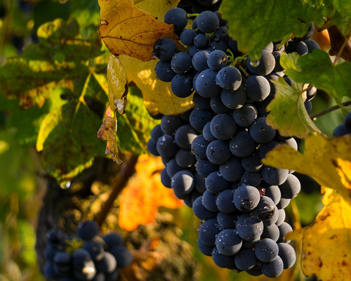 Image - grapes-4290308_1280.jpg