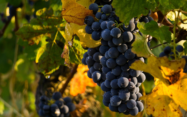 Image - grapes-4290308_1280.jpg