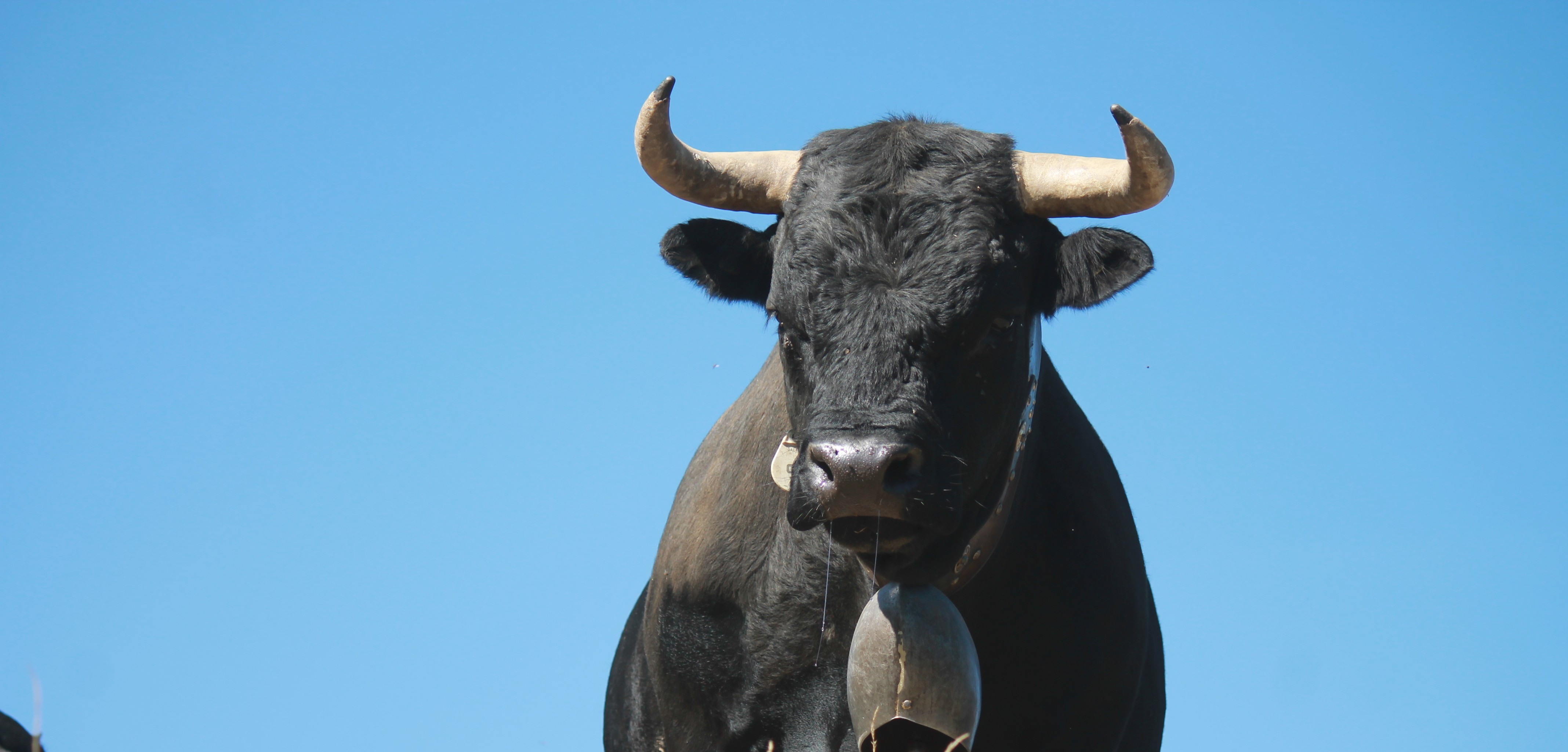 Image - vache_2.jpg