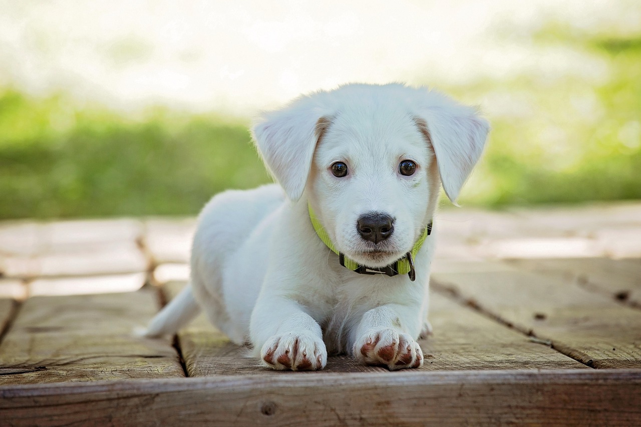 Image - puppy-1903313_1280.jpg