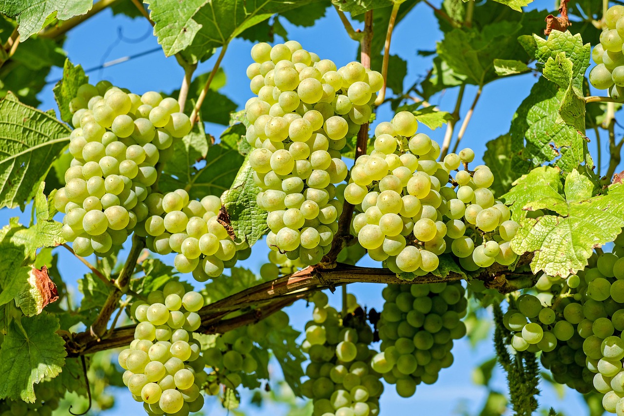 Image - grapes-2656259_1280.jpg