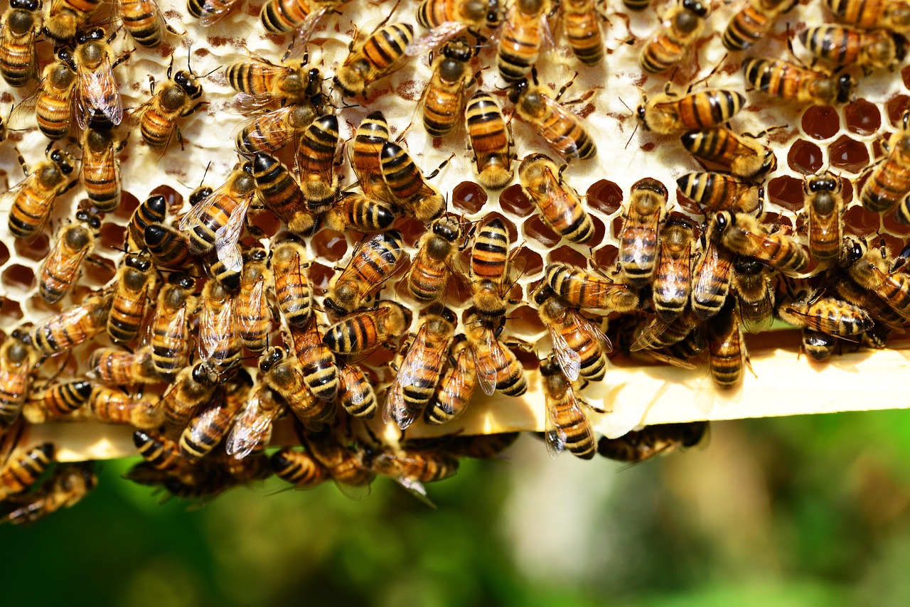 Image - honey-bees-401238_1280.jpg